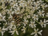 Syrphus sp 5, Saxifraga-Jan van der Straaten