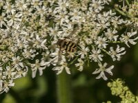 Syrphus sp 6, Saxifraga-Jan van der Straaten