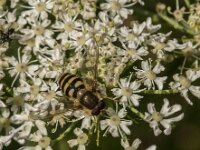 Syrphus sp 7, Saxifraga-Jan van der Straaten