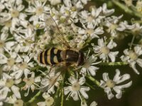 Syrphus sp 8, Saxifraga-Jan van der Straaten