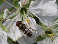 Syrphus vitripennis 2, Kleine bandzweefvlieg, Saxifraga-Rutger Barendse