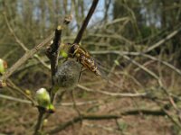 Syrphus vitripennis 4, Kleine bandzweefvlieg, Saxifraga-Rutger Barendse