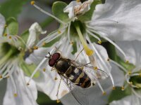 Syrphus vitripennis 6, Kleine bandzweefvlieg, Saxifraga-Rutger Barendse