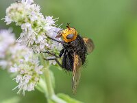 Tachina grossa 5, Stekelsluipvlieg, Saxifraga-Bart Heijne : 2025, Diptera, Ede, Tachina grossa, insect, juli, stack 4, stekelsluipvlieg, tuin, zomer