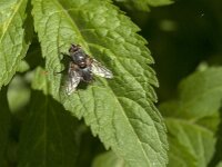 Tachinidae sp 9, Saxifraga-Jan van der Straaten
