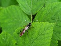 Tenthredo livida 2, Saxifraga-Ben Delbaere