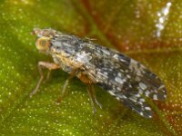 Tephritis vespertina 01 #08315 : Tephritis vespertina, Biggenkruidboorvlieg