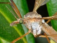 Tipula paludosa 3, Gazonlangpootmug, Saxifraga-Ab H Baas