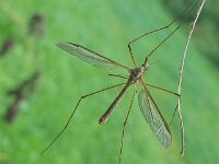Tipula paludosa 6, Gazonlangpootmug, Saxifraga-Ab H Baas