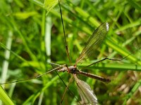 Tipula paludosa 7, Gazonlangpootmug, Saxifraga-Ben Delbaere  IICSA
