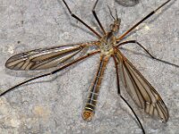 Tipula vernalis 10, Lentelangpoot, Saxifraga-Ab H Baas