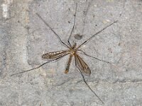 Tipula vernalis 11, Lentelangpoot, Saxifraga-Ab H Baas
