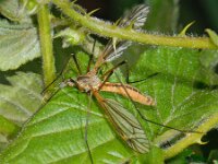 Tipula vernalis 12, Lentelangpoot, Saxifraga-Ab H Baas