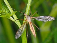 Tipula vernalis 13, Lentelangpoot, Saxifraga-Ab H Baas