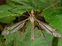 Tipula vernalis 6, Lentelangpoot, Saxifraga-Ab H Baas