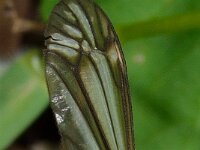 Tipula vernalis 7, Lentelangpoot, Saxifraga-Ab H Baas