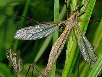 Tipula vernalis 8, Lentelangpoot, Saxifraga-Ab H Baas