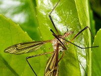 Tipula vernalis 9, Lentelangpoot, Saxifraga-Ab H Baas