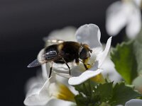 Bumblebee look-alike hoverfly Volucella bombylans on white flower  Bumblebee look-alike hoverfly Volucella bombylans on white flower : bumblebee look-alike, flower fly, hoverfly, look-alike, mimicry, Volucella bombylans, wildlife, summertime