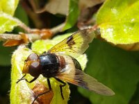 Volucella pellucens 28, Witte reus, Saxifraga-Ben Delbaere