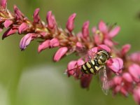 Eupeodes corollae 11, Terrasjeskommazweefvlieg, Saxifraga-Tom Heijnen