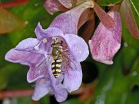 Eupeodes corollae #03266  Terrasjeskommazwever Eupeodes corollae Hardenberg : Soortenregister niet geplaatst, Saxifraga