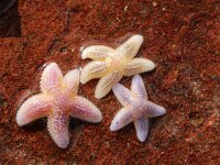 Asteria rubens 11, Gewone zeester, Saxifraga-Sytske Dijksen