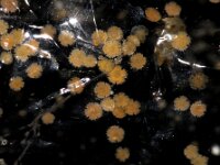 Echinodermata, Stekelhuidigen
