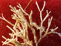 Cellaria sp