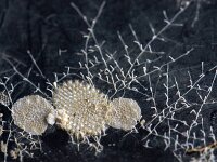 Escharella sp