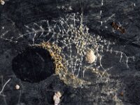Hippothoa sp