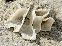 Pentapora sp