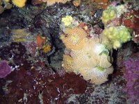 Reteporella mediterranea 1, Saxifraga-Tom Heijnen