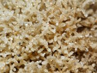 Scrupocellaria sp