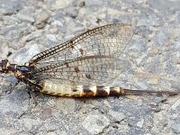 Ephemera danica