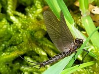 Leptophlebia marginata