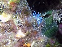 Antiopella cristata 1, Blauwtipje, Saxifraga-Tom Heijnen