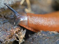 Arion sp 2, Wegslak, Saxifraga-Tom Heijnen