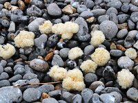 Buccinum undatum 21, Wulk, eggs, Saxifraga-Sytske Dijksen