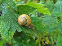 Cepaea hortensis 2, Witgerande tuinslak, Saxifraga-Ab H Baas