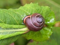 Cepaea nemoralis 27, Zwartgerande tuinslak, Saxifraga-Tom Heijnen
