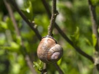 Cepaea nemoralis 29, Zwartgerande tuinslak, Saxifraga-Jan van der Straaten