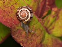 Cepaea sp