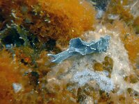 Elysia viridis 15, Groene wierslak, Saxifraga-Tom Heijnen