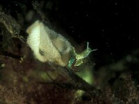 Elysia viridis 2, Groene wierslak, Saxifraga-Eric Gibcus