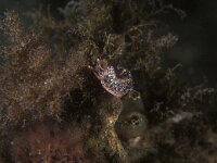 Elysia viridis 8, Groene wierslak, Saxifraga-Eric Gibcus