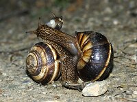 Helix lucorum