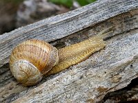 Helix pomatia 19, Wijngaardslak, Saxifraga-Foto Fitis-Sytske Dijksen