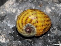 Littorina obtusata 2, Stompe alikruik, Saxifraga-Sytske Dijksen
