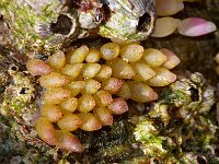 Nucella lapillus 5, Purperslak, Saxifraga-Foto Fitis-Sytske Dijksen